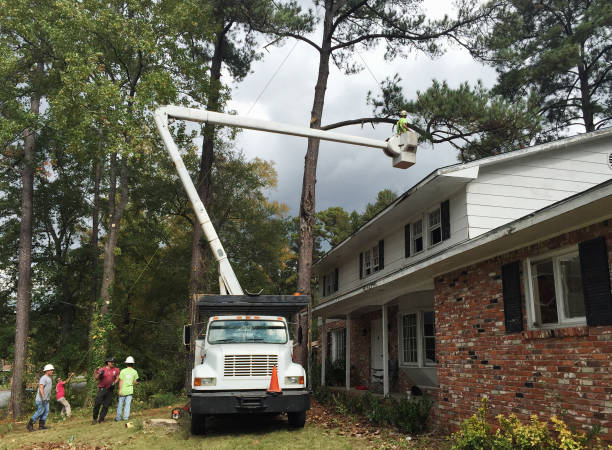 How Our Tree Care Process Works  in  Leachville, AR