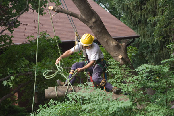 Professional Tree Care in Leachville, AR